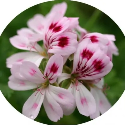 Pelargonium Fair Ellen