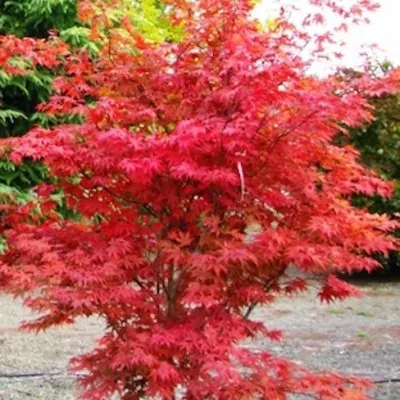  	 Acer Palmatum Fireglow