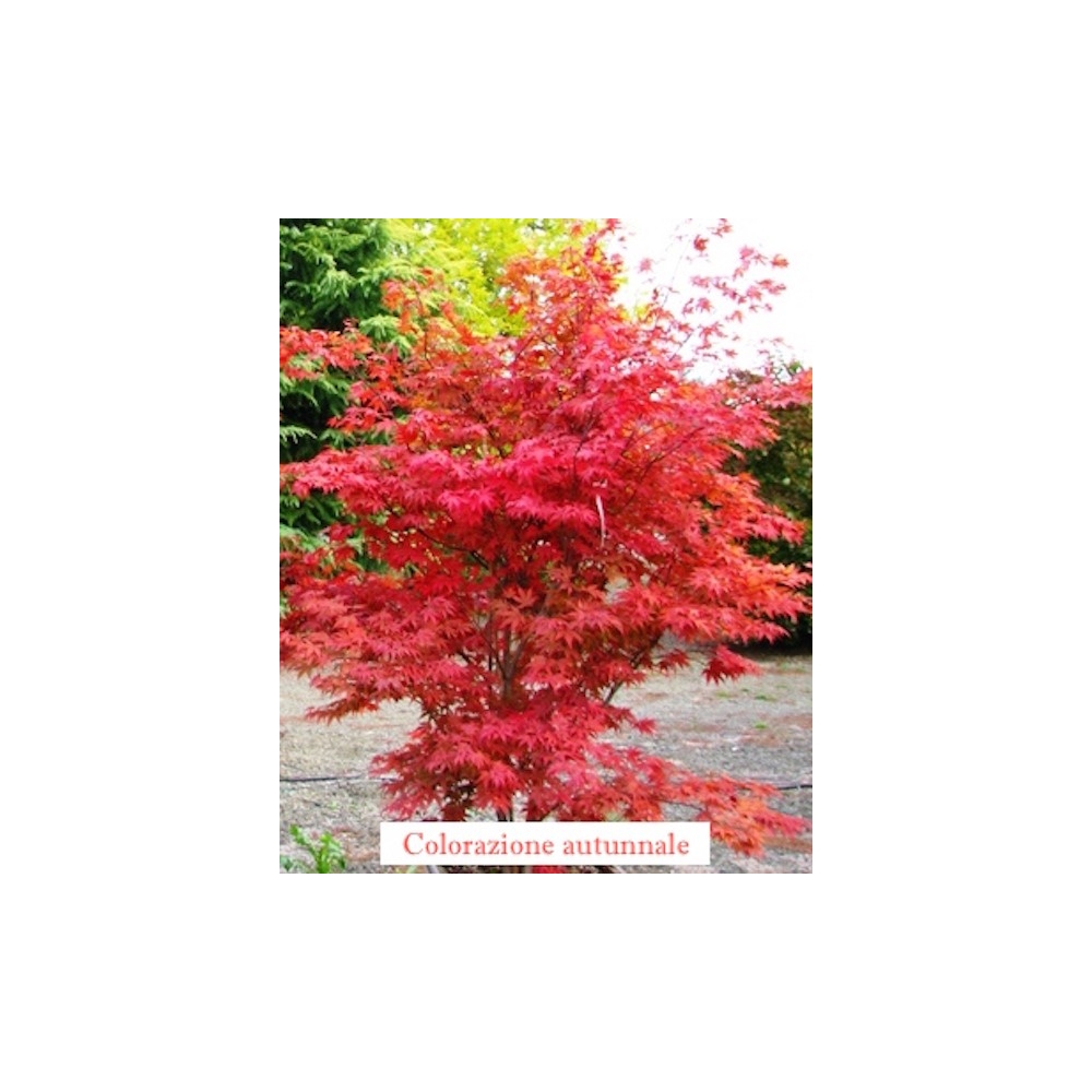  	 Acer Palmatum Fireglow