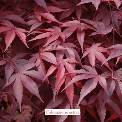  	 Acer Palmatum Fireglow