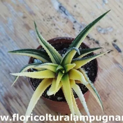 Haworthia radula variegata