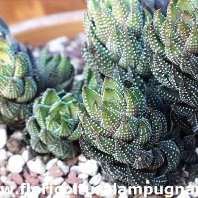 Haworthia coarcata fa ten