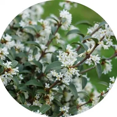 Osmanthus x Burkwoodii cm. 40