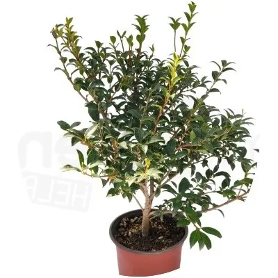 Osmanthus x Burkwoodii cm. 40