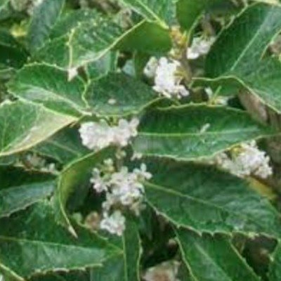 copy of Osmanthus x...