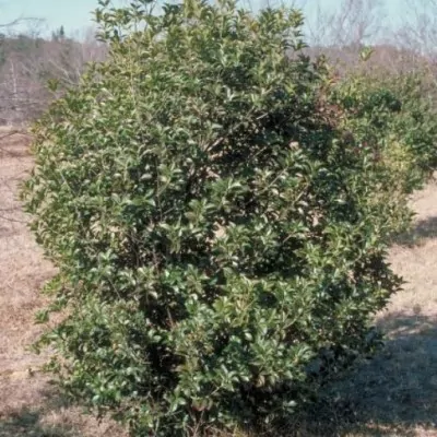 Osmanthus Aquifolium