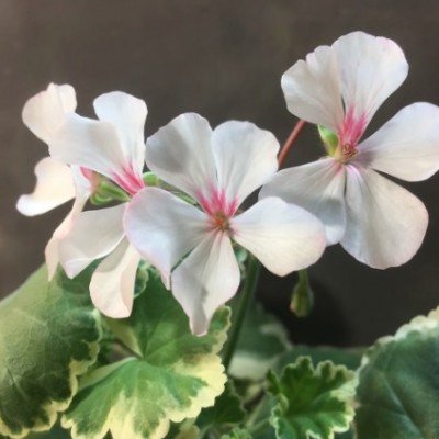 copy of Pelargonium...