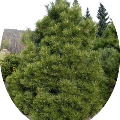 Pinus Nigra nana cm.50