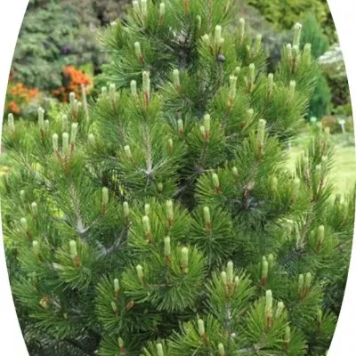 Pinus Nigra nana cm.50