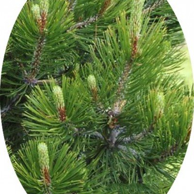 Pinus Nigra nana cm.50