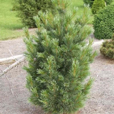 Pinus Cembra Sartori cm.40/50