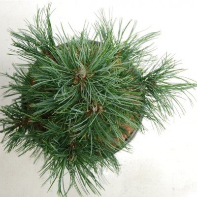 Pinus Cembra Sartori cm.40/50