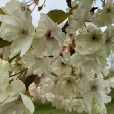 Prunus Serrulata Gyoiko v 19