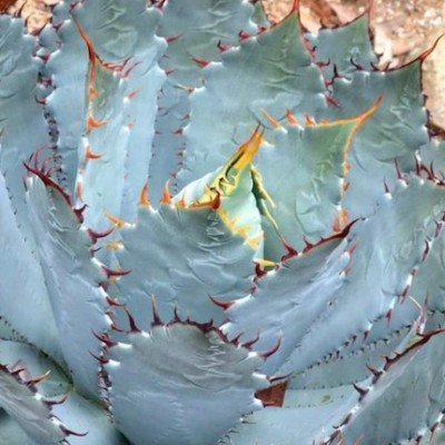 copy of Agave Guadalajarana...