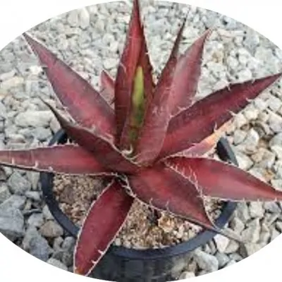 Agave Kerchovei Huajuapan Red