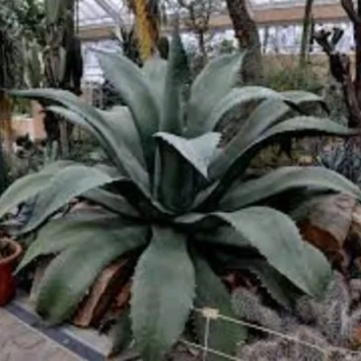 Agave Salmiana var. ferox...