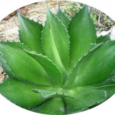 Agave Chiapensis  cm. 10...