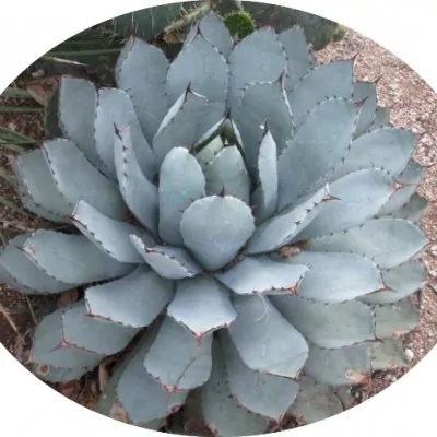 Agave Seemaniana cm. 10