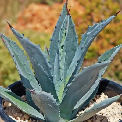 Agave Karwinskiana