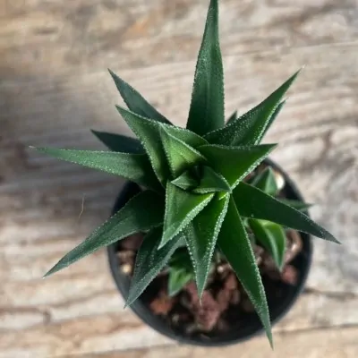 Haworthia Tubercolata Subexpansa