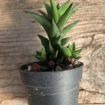 Haworthia Tubercolata Subexpansa