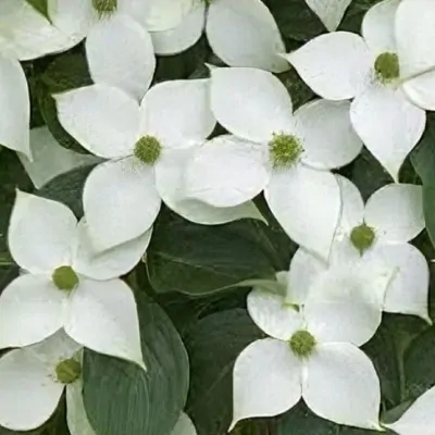 Cornus Kousa Nicole v. 16