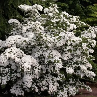 Cornus Kousa Nicole v. 16