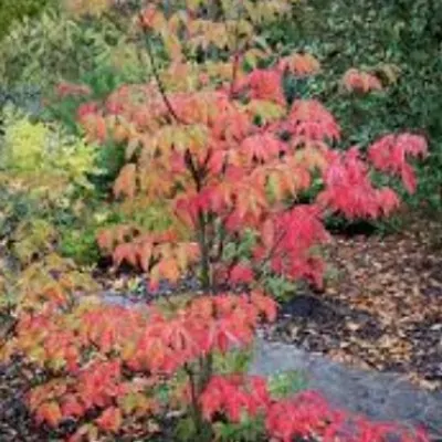 Cornus Kousa Venus vaso 15