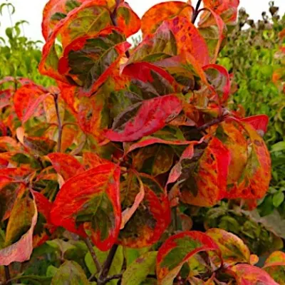 Cornus Florida Cherokee...