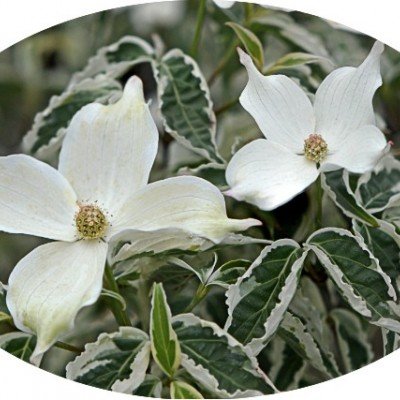 Cornus Kousa Re Tivano vaso 16