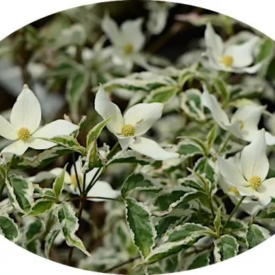 Cornus Kousa Re Tivano vaso 16