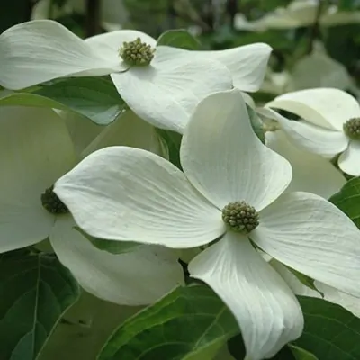 Cornus kousa Starlight