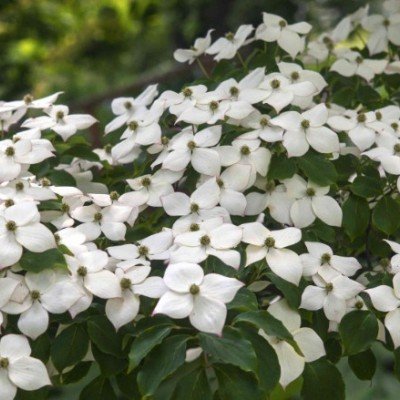 Cornus kousa Starlight