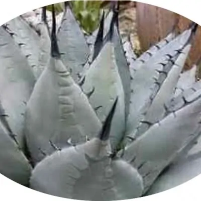 copy of Agave Bovicornuta