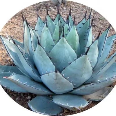 Agave Parryi Neomexicana...