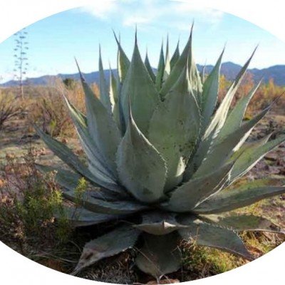 copy of Agave Durangensis