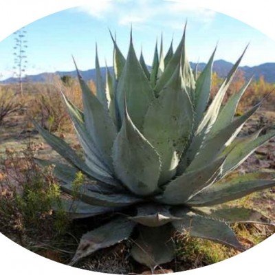 Agave Durangensis Mezcalis....