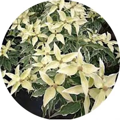 Cornus Kousa Teresa