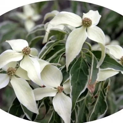 Cornus Kousa Teresa