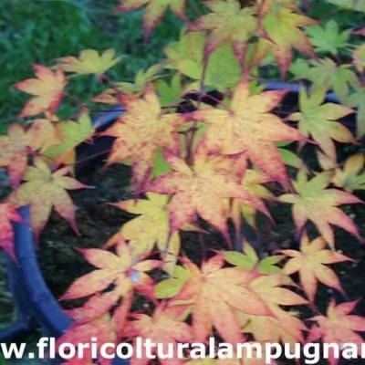 copy of Acer palmatum...