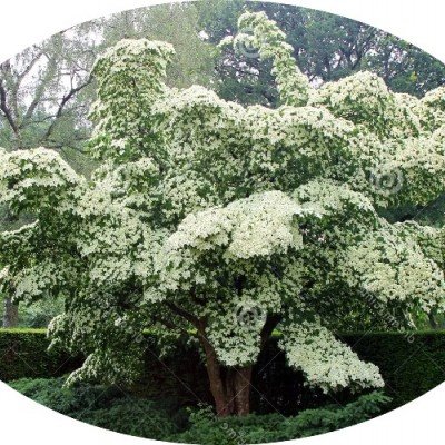 Cornus kousa Milky Way vaso 16