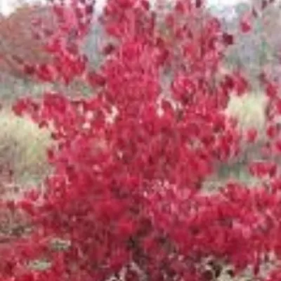 Cornus kousa Milky Way vaso 16