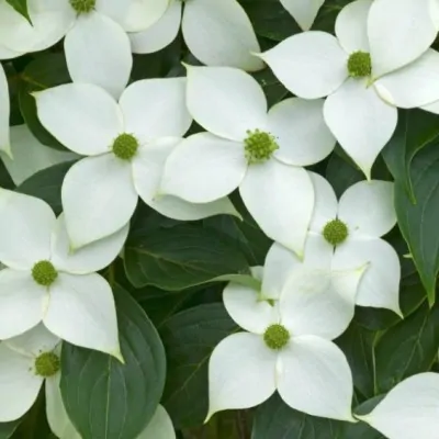 Cornus kousa Milky Way vaso 16