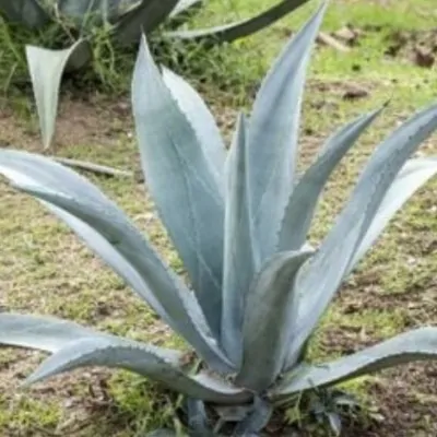 Agave Americana Iglesias...