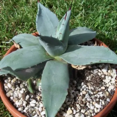 Agave applanata cm. 8/10....