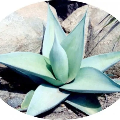 Agave Guiengola  cm. 20/22...