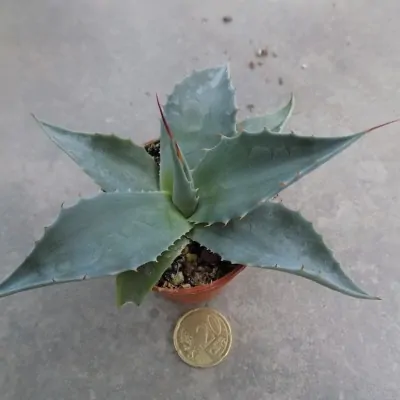 copy of Agave Ovatifolia