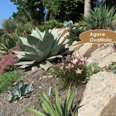 copy of Agave Ovatifolia