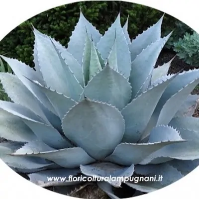 Agave Ovatifolia vaso 10...