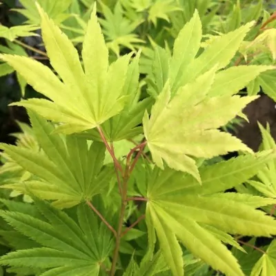 Acer Palmatum Auric 